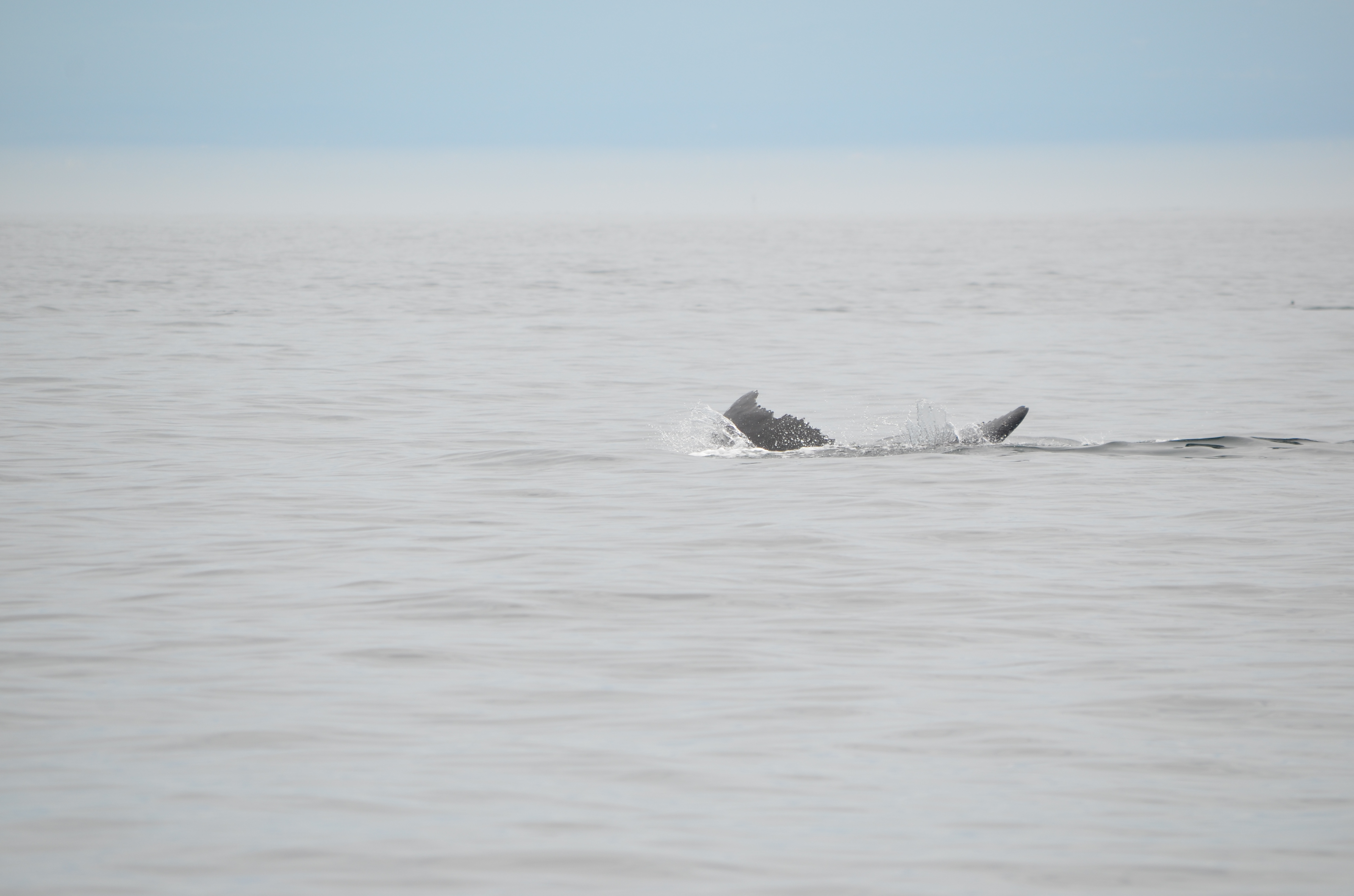 photos/wildlife/Mammal_Species/Humpback Whale/DSC_0157.JPG